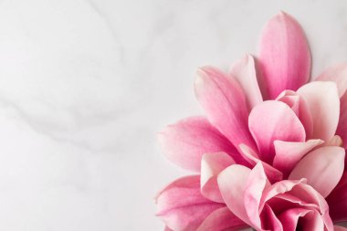 Pembe manolya çiçeği kompozisyonu. Bahar konsepti Kadınlar günü ya da düğün geçmişi. düz yat