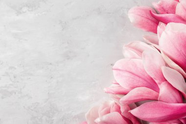 Gri arka planda pembe manolya çiçekleriyle yapılmış yaratıcı bir düzen. Düz yatıyordu. Bahar minimum konsepti