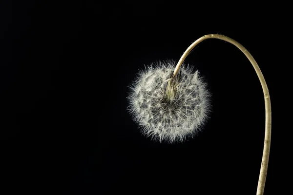 蒲公英花在黑色的背景上 最小自然春天的概念 关门了 — 图库照片