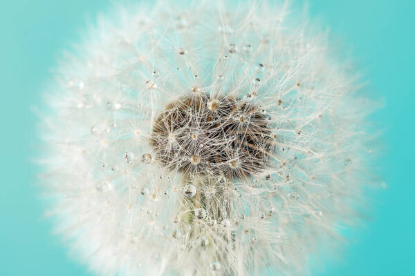 Macro shot of dandelion flower with dew drops on blue background. Soft focus. Spring concept