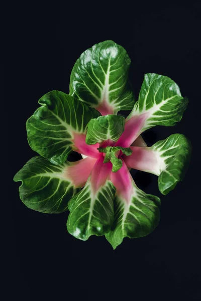 Arte Vegetal Alimentos Hojas Simetría Verde Ensalada Acelga Sobre Fondo — Foto de Stock