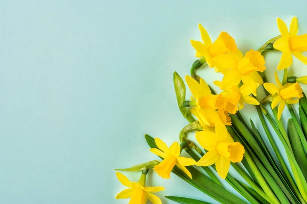 Primavera Flores Narciso Amarelo Fundo Azul Conceito Feliz Páscoa Vista — Fotografia de Stock