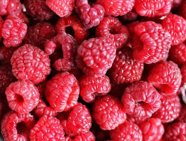 Mükemmel leopar ekmek