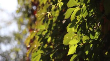 duvarda sonbahar yaprakları