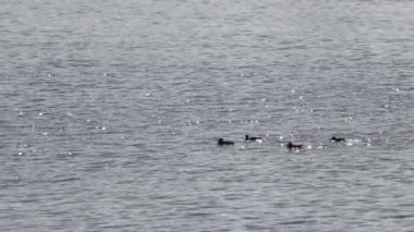 Ob Nehri, Sibirya üzerinde yaban ördekleri