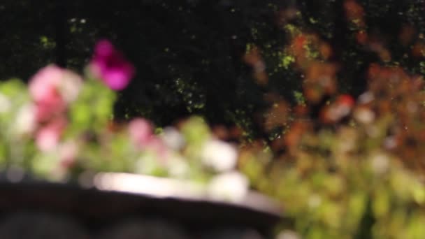 Осенние цветы на открытом воздухе — стоковое видео