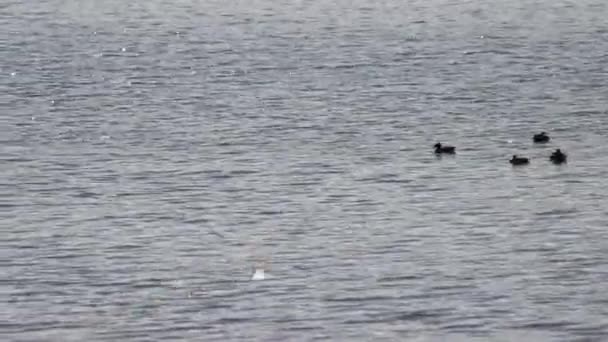 Canards sauvages sur la rivière Ob, Novossibirsk, Sibérie — Video