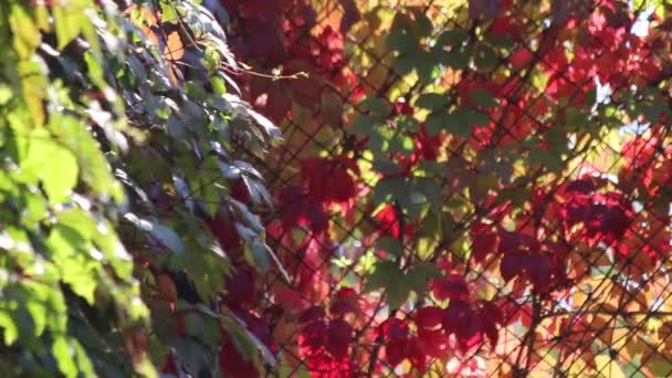 Giardino d'autunno, piante, siepi, foglie — Video Stock