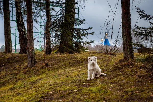 Белый щенок сидит на лугу — стоковое фото