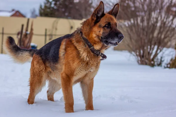 Bir Alman çoban köpeği portresi