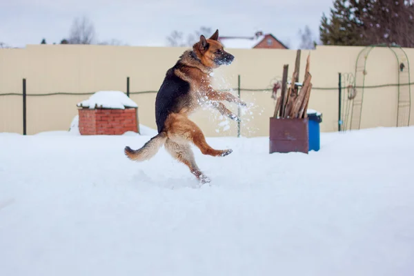 雪の中でジャンプのジャーマン ・ シェパード. — ストック写真