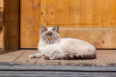 Verandada beyaz kedi