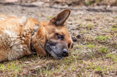 Alman çoban köpeği portresi