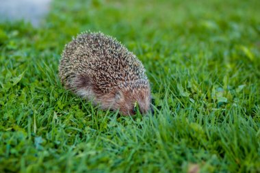 Kirpi Çimenlerde Saklanıyor