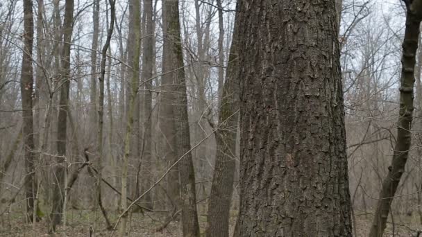 Mężczyznę strzelającego Strzałka do drzewa w lesie — Wideo stockowe