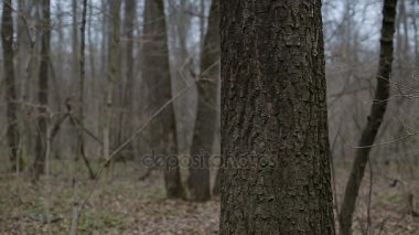 Ormanda içine ok ateş adam