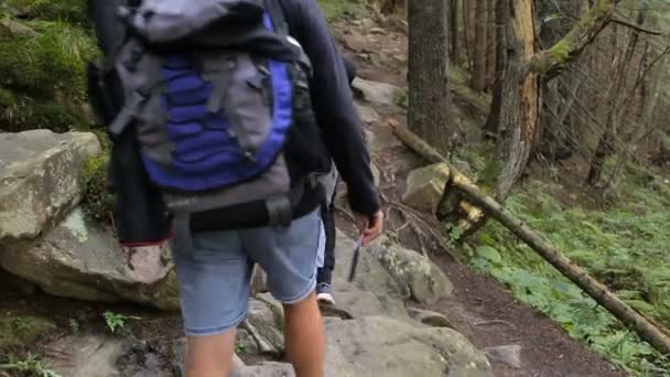 Caminhando pessoas. Trio de caminhantes na montanha. Duas mulheres e homens caminhantes caminhando pelo caminho da floresta com mochila — Vídeo de Stock