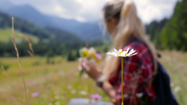 年轻漂亮的女孩收集野生花卉在山 — 图库视频影像