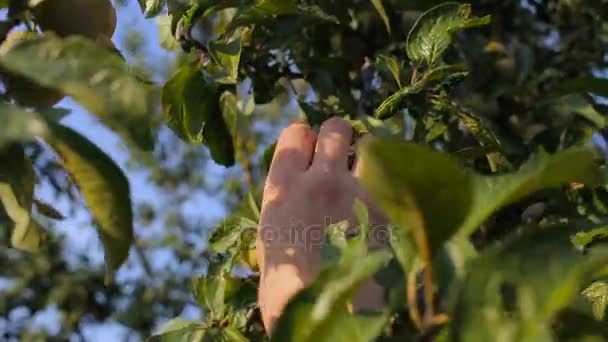 Un joven llora ciruelas de un árbol en el jardín — Vídeos de Stock