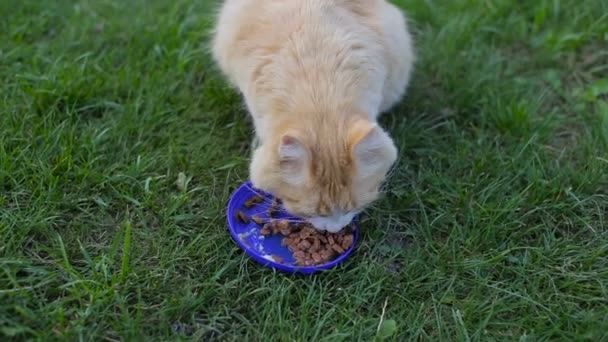 Un gato come de un tazón en el jardín en el césped — Vídeos de Stock