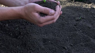 Fidan dikim toprağa siyah arka plan üzerinde eller mans