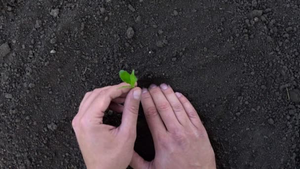 男手种植在慢动作拍摄 — 图库视频影像