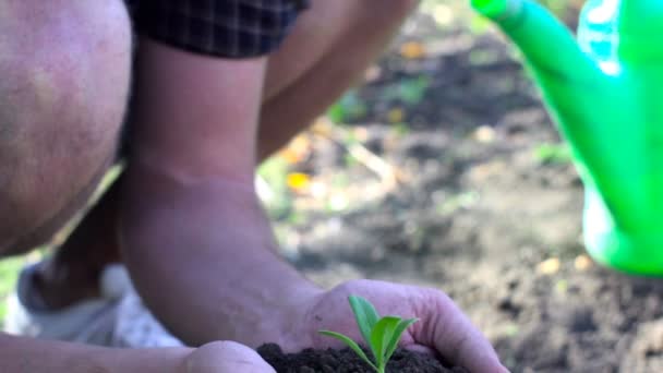 Petani memegang bayi tanaman di tangan. Tembak pelan-pelan — Stok Video