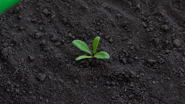 农民浇花园里的小植物 — 图库视频影像