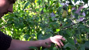 Adam olgun taze armut ağacından çiftlik bahçede toplama