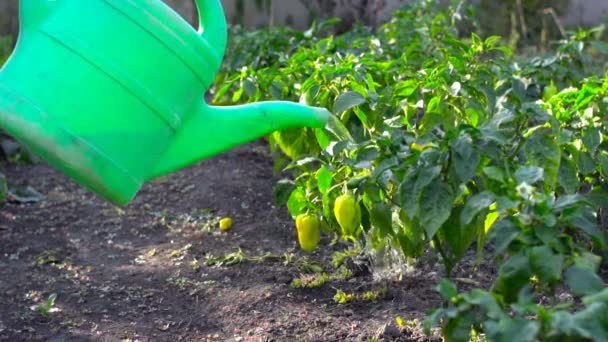 水まき缶から庭の植物に水をまきます。スローモーション. — ストック動画