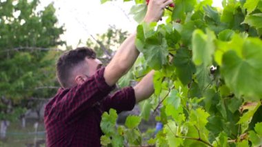 Adam kesme üzüm hasat işlemi sırasında. Ağır çekim