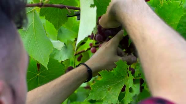 Человек режет виноград во время сбора урожая. Медленное движение — стоковое видео