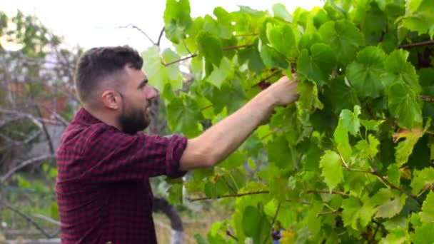 El hombre corta uvas durante el proceso de cosecha. Movimiento lento — Vídeo de stock