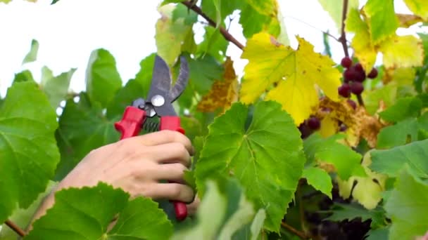 Man snijden druiven tijdens het oogsten. Slow motion — Stockvideo