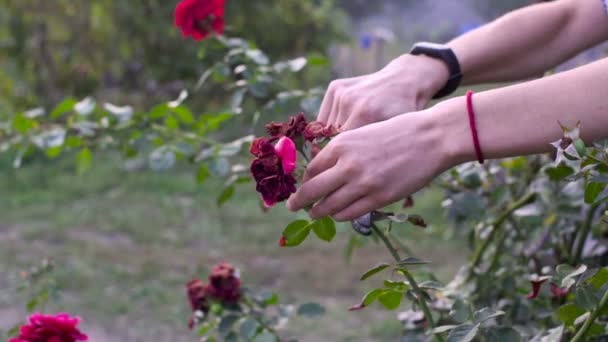 Close up de mãos poda rosas vermelhas com tesouras. Disparo em câmara lenta — Vídeo de Stock