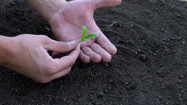 Agricoltore che tiene in mano la pianta del bambino. Scatto al rallentatore — Video Stock