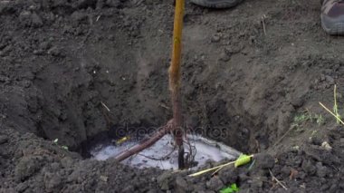 Ağır çekimde çiftçi yeni bir ağacı bahçede dikti