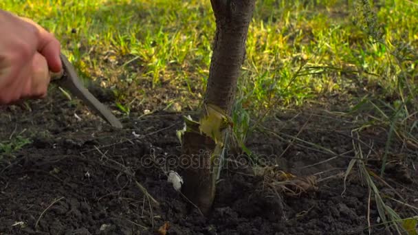 Skogshuggare med yxa skär ett träd i trädgården — Stockvideo