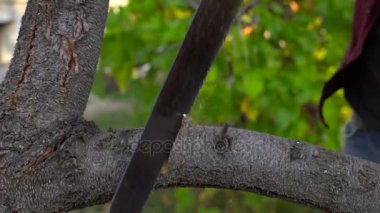 Ağır çekimde bir çiftçi bir meyve ağacı eski bir daldan keser.