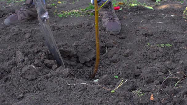 在慢动作，农夫在他的花园里种植了一棵新树 — 图库视频影像
