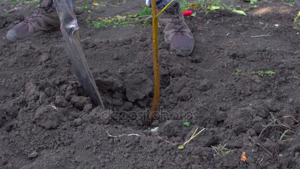 A lassú mozgás a mezőgazdasági termelő ültetett egy új fát a kertben — Stock videók