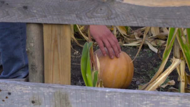 Фермер вирізає гарбуз з саду, щоб відсвяткувати Хелловін — стокове відео