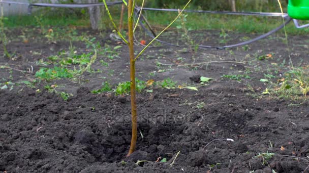 Dalam gerakan lambat, petani menyiram pohon baru di kebunnya — Stok Video