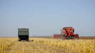 Ayçiçeği sahada çalışan birleştirin. Alanında hasat hasat ayçiçeği sırasında birleştirmek