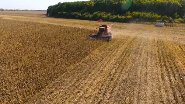 日中にひまわりの収穫を組み合わせます。空中撮影 — ストック動画