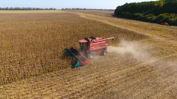 Combineer oogst zonnebloem gedurende de dag. Luchtfoto — Stockvideo