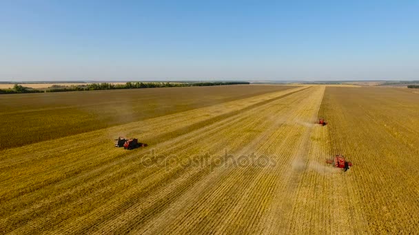 Rote Mähdrescher ernten tagsüber Sonnenblumen. Luftaufnahmen — Stockvideo