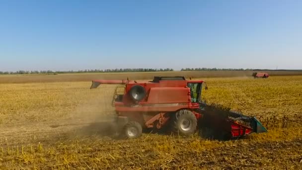 Combina la cosecha de girasol durante el día. Disparo aéreo. En otoño — Vídeos de Stock