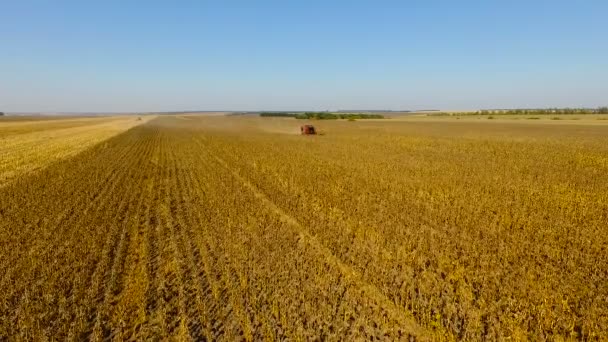 Combineert oogst zonnebloem gedurende de dag. Luchtfoto. In de herfst. — Stockvideo