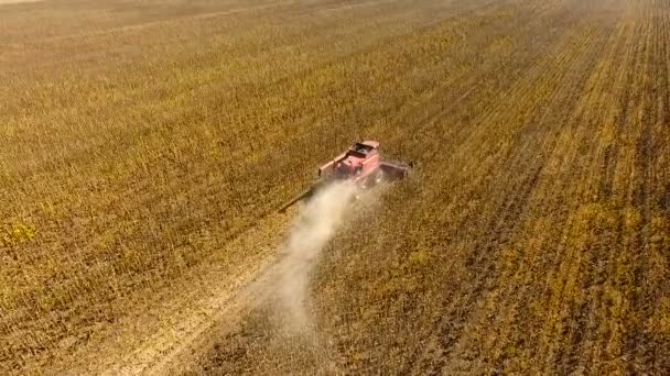 Sonnenblumen ernten. Tagsüber. Luftaufnahmen. im Herbst. Zeitlupe. — Stockvideo